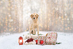 young Golden Retriever