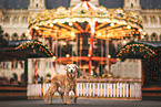 old Golden Retriever