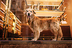 old Golden Retriever