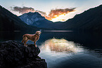 old Golden Retriever