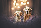 2 Golden Retriever