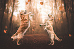 2 Golden Retriever