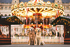 2 Golden Retriever