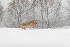 young Golden Retriever