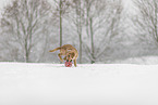 young Golden Retriever