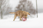 young Golden Retriever