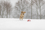 young Golden Retriever