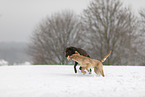2 dogs