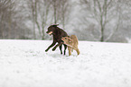 2 dogs