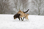 2 dogs