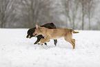 2 dogs