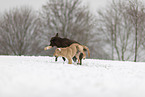 2 dogs