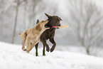 2 dogs