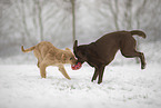 2 dogs