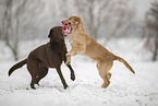 2 dogs