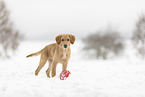 young Golden Retriever