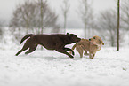 2 dogs