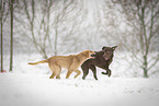 2 dogs