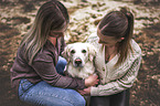 female Golden Retriever