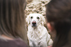 female Golden Retriever