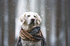 female Golden Retriever