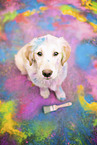 young Golden Retriever