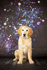 young Golden Retriever