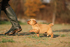 Golden Retriever Puppy