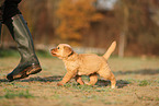Golden Retriever Puppy