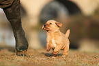 Golden Retriever Puppy