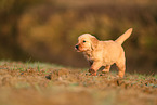Golden Retriever Puppy