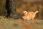 Golden Retriever Puppy