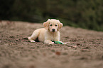 Golden Retriever Puppy