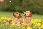 2 Golden Retriever