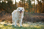 old Golden Retriever
