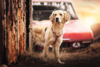 Golden Retriever