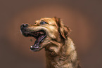 female Golden Retriever