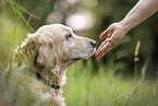 old female Golden Retriever
