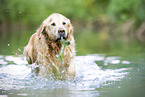 old male Golden Retriever
