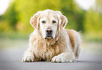 old male Golden Retriever