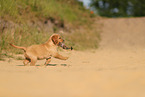Golden Retriever Puppy