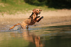 young Golden Retriever