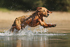 young Golden Retriever