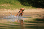young Golden Retriever