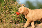 Golden Retriever Puppy