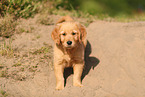 Golden Retriever Puppy