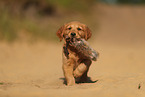 Golden Retriever Puppy