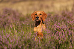 young Golden Retriever