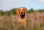 young Golden Retriever