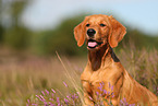 young Golden Retriever